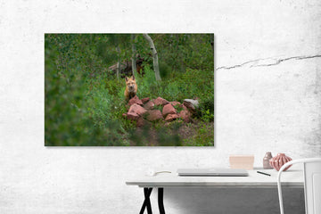 Whisper of the Forest